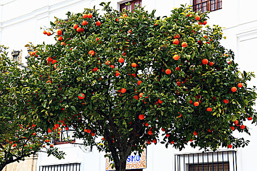 橘树,西班牙