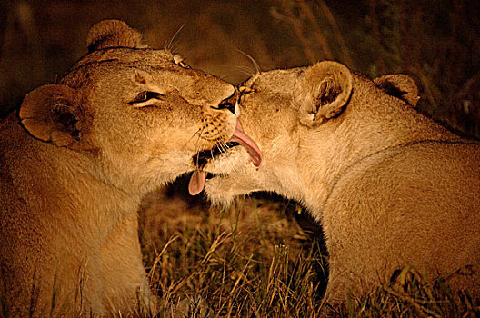 狮子,两个,成年,女性,相互,黃昏,博茨瓦纳,非洲