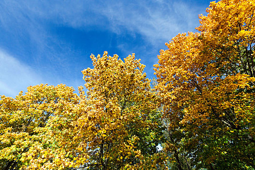 枫树,公园,秋天