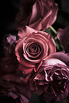 粉色,玫瑰,情人节