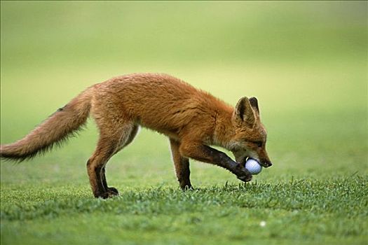 红狐,高尔夫球,高尔夫球场,夏天,空气