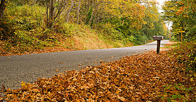 秋天,侧面,道路