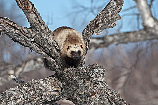 狼獾,攀登,树,堪察加半岛,俄罗斯