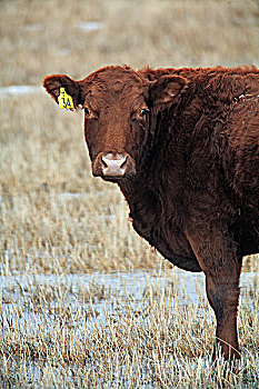 标签,母牛,土地,艾伯塔省,加拿大