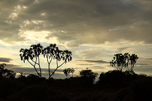 日落,萨布鲁国家公园,肯尼亚