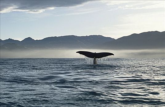 抹香鲸,尾部,新西兰