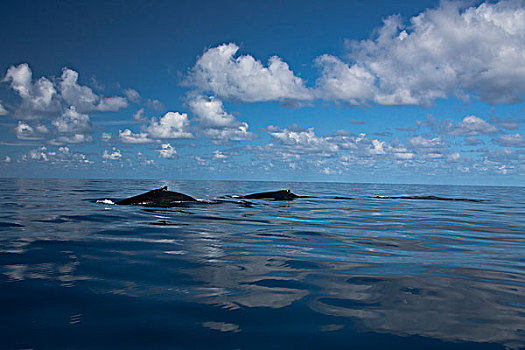 驼背鲸,大翅鲸属,鲸鱼,幼兽,海洋,特克斯和凯科斯群岛