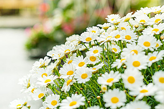 雏菊,白花,花束,花园,店