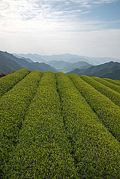 中国茶园