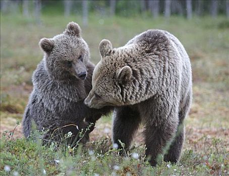 棕熊,玩,芬兰