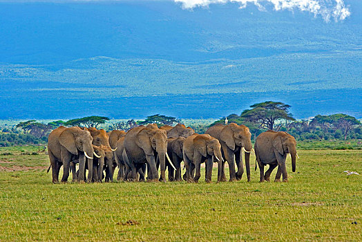 非洲象,牧群,幼小,安伯塞利国家公园,肯尼亚,非洲