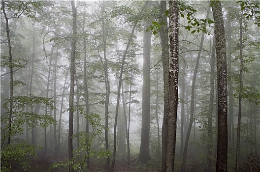 神秘,树林,早晨,雾