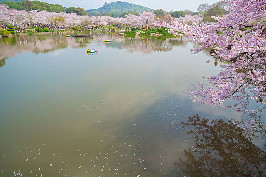 初春樱花园风光