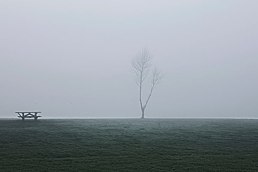风景,树,雾气,英国