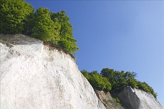 树,白垩断崖,波罗的海,海岸,风景,雅斯蒙德国家公园,岛,德国,欧洲