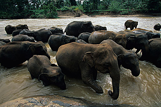 斯里兰卡,大象,沭浴,河,品纳维拉,动物收容院,靠近