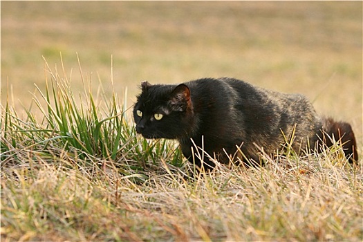 黑猫,鬼鬼祟祟,草丛,地点