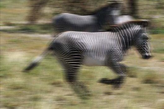 细纹斑马,模糊,萨布鲁国家公园,肯尼亚,东非,非洲