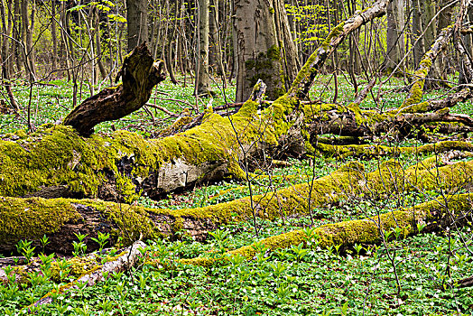 死,苔藓密布,山毛榉,枯木,海尼希,国家公园,图林根州,德国,欧洲