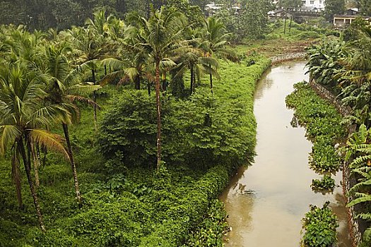 棕榈树,河,喀拉拉,印度
