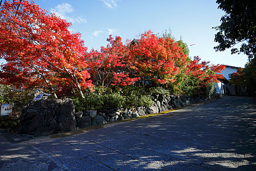 日本京都岚山