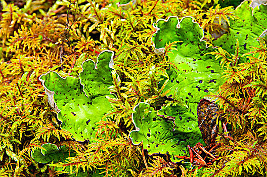 特写,苔藓,植物,暸望,班芙国家公园,艾伯塔省,加拿大