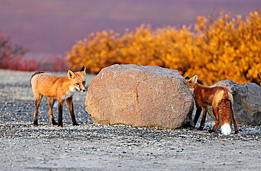 狐狸,环绕,石头,躲藏,他们自己,相互,德纳里峰国家公园,阿拉斯加,美国