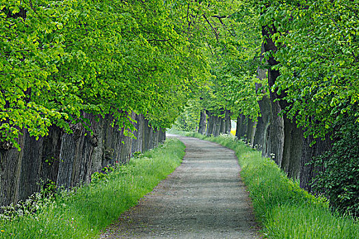 树林,乡村道路,茂密,绿叶,巴伐利亚,德国