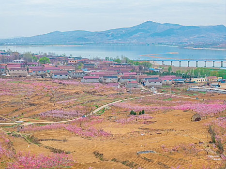 蜜桃之乡蒙阴旧寨桃花盛开