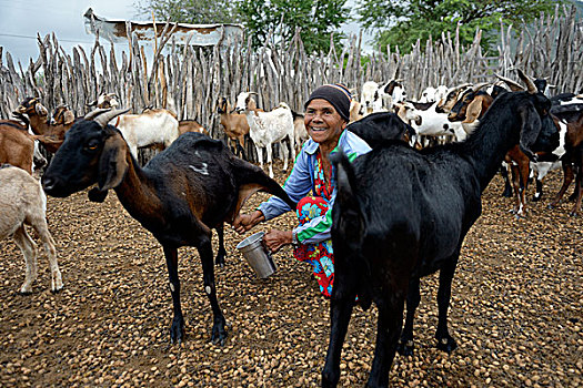 女人,74岁,挤奶,山羊,巴伊亚,巴西,南美