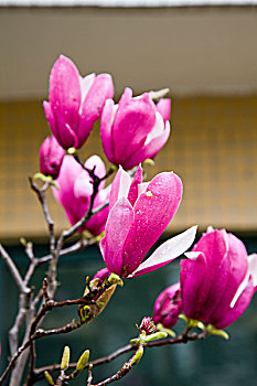 花卉,木兰花