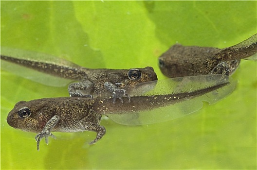 年幼,蟾蜍属