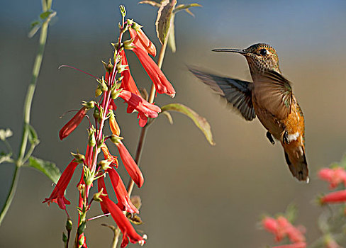 宽尾蜂鸟,花,花蜜,圣达菲,新墨西哥