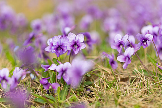 春季野花紫花地丁