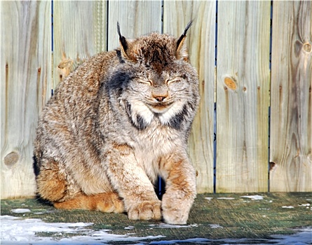 加拿大猞猁