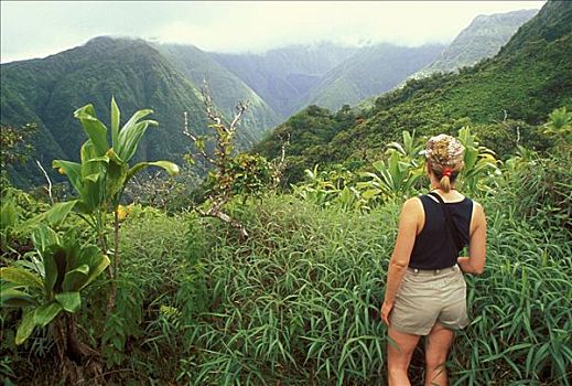 夏威夷,毛伊岛,后面,女人,远足者,看,山谷,山脊