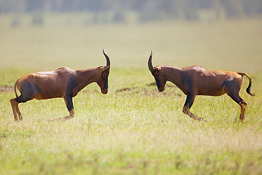 转角牛羚,两个,雄性动物,争斗,肯尼亚,非洲
