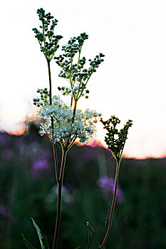 绣线菊属植物,黄昏