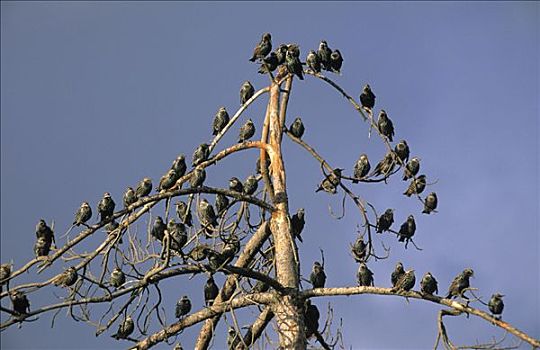 常见八哥,紫翅椋鸟,成群,休息,树上,欧洲