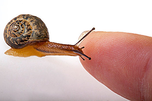 正在向手上爬的小蜗牛