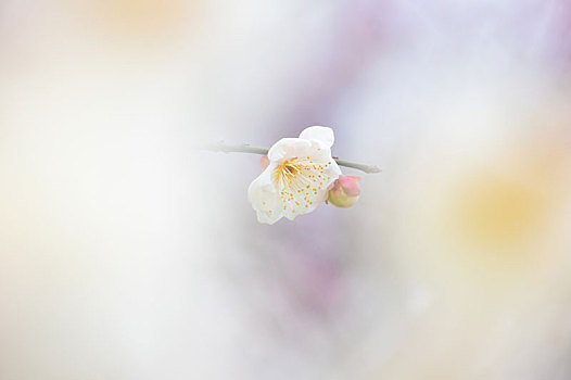 初春梅园梅花盛开