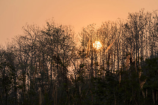 太阳在树林后面冉冉升起