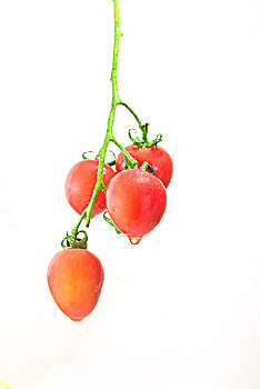 红色的圣女果小番茄