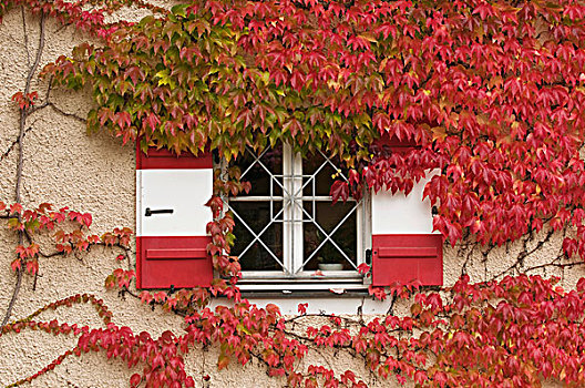 秋天,日本,藤蔓植物,葡萄,常春藤,窗户,红色,白色,百叶窗