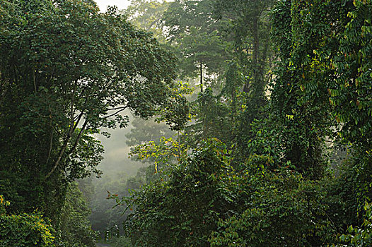 低地,雨林,展示,浓厚,矮树丛,树苗,树,丹浓谷保护区,沙巴,婆罗洲,马来西亚