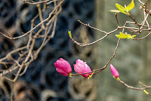珠海北山杨家大院里的紫玉兰花开