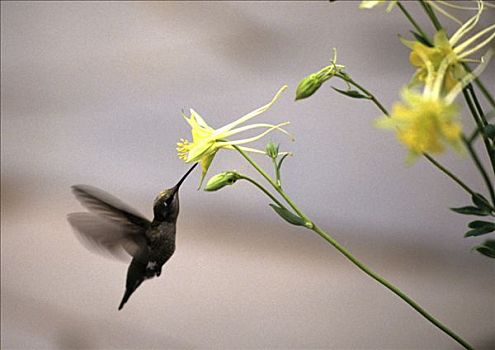 美国,亚利桑那,蜂鸟,花