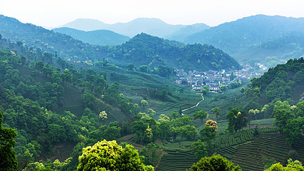 杭州梅家坞茶山