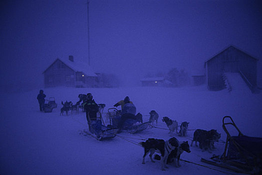 挪威,靠近,大乌鸦,狗,团队,暴风雪