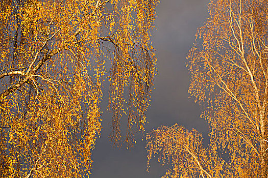 巨大,桦树,枝条,黄叶,秋天,蓝色,灰色天空